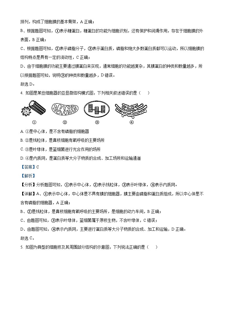 河北省保定市2024-2025学年高一上学期12月月考生物试题  Word版含解析第3页