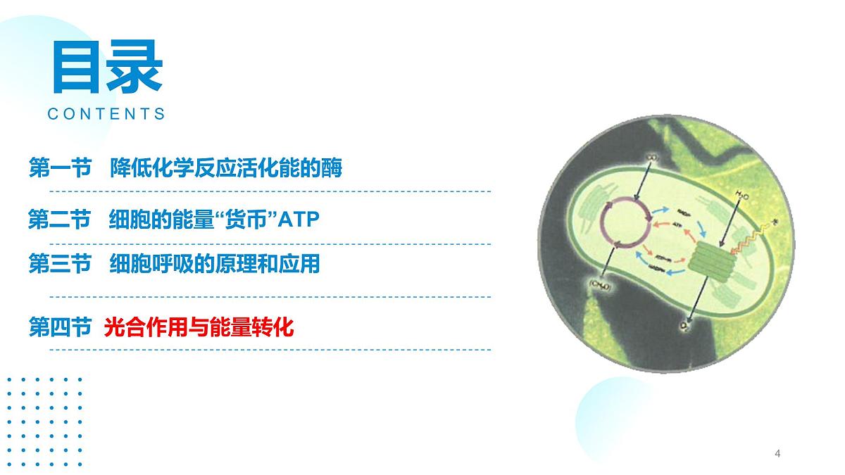 2024-2025人教版(2019)生物必修1《分子与细胞》课件PPT5细胞的能量供应和利用-5.4光合作用与能量转化第4页