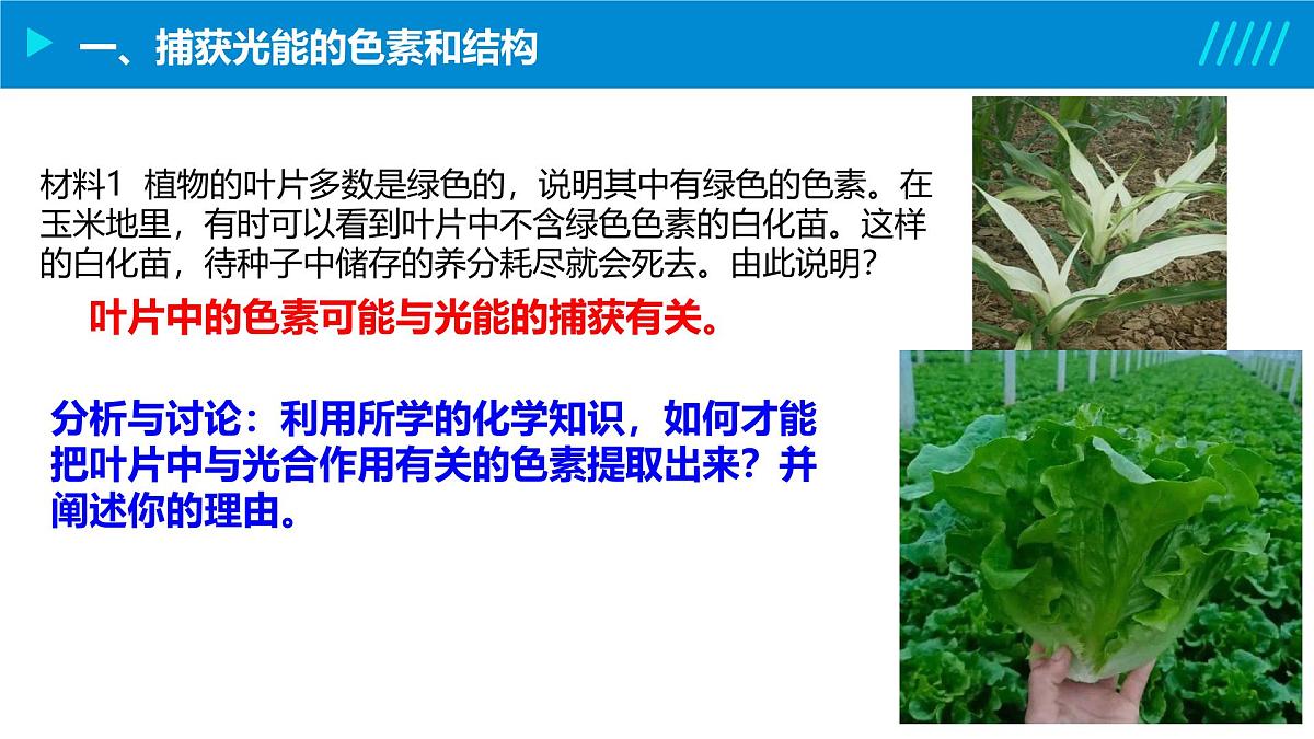 2024-2025人教版(2019)生物必修1《分子与细胞》课件PPT5细胞的能量供应和利用-5.4光合作用与能量转化第8页