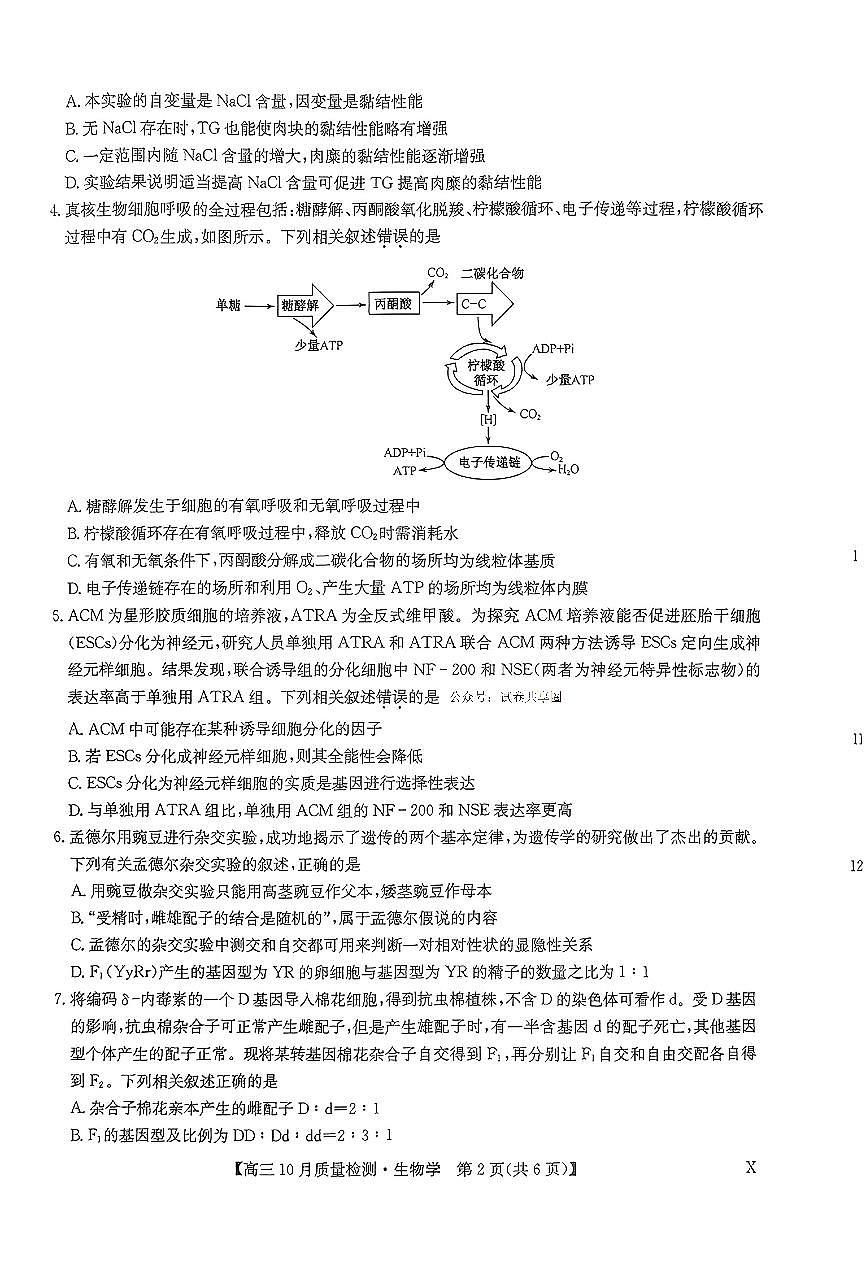 2024届河南省九师联盟高三上学期10月联考试卷-生物试题（含答案）第2页