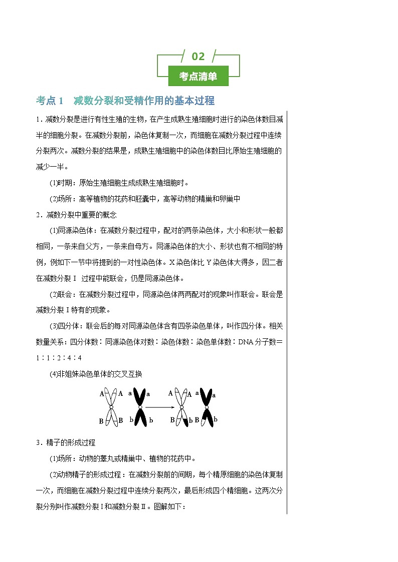 知识清单10+减数分裂和受精作用（3大考点+4个易错点）-2025年高考生物一轮复习知识清单第2页