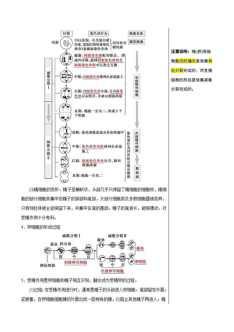 知识清单10+减数分裂和受精作用（3大考点+4个易错点）-2025年高考生物一轮复习知识清单第3页