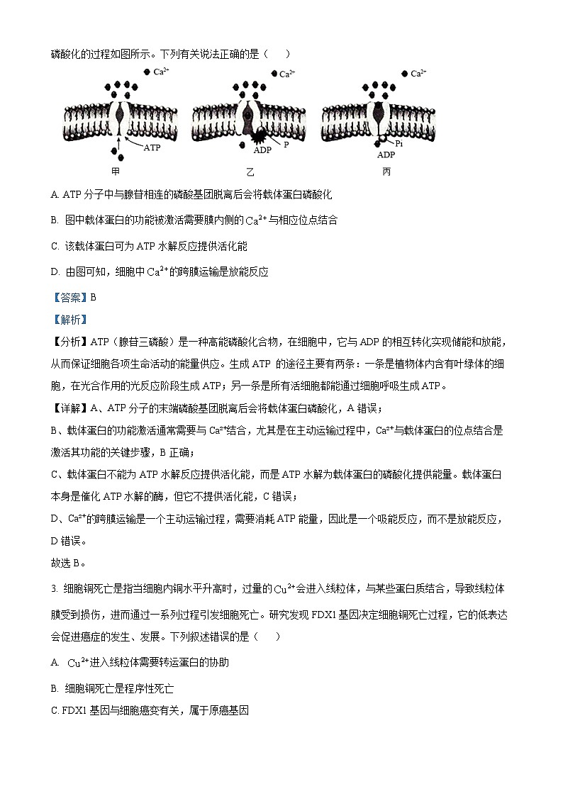 辽宁省抚顺市六校协作体2024-2025学年高三下学期期初检测试题 生物 含解析第2页