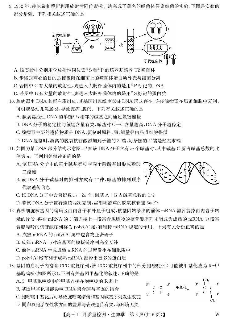 2024届湖北省九师联盟高三上学期11月教学质量检测-生物试题（含答案）第3页