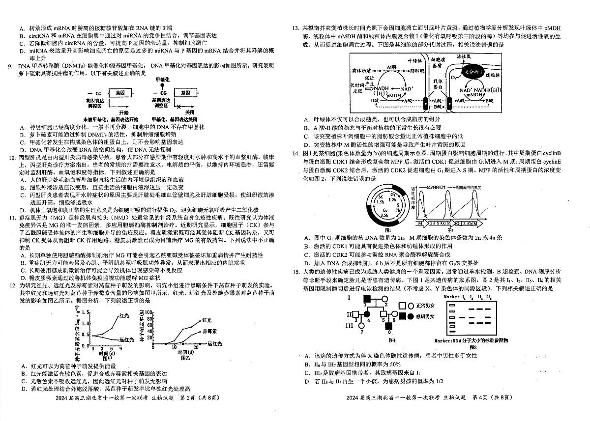 2024届湖北省十一校高三上学期第一次联考（12月）-生物试题（含答案）第2页