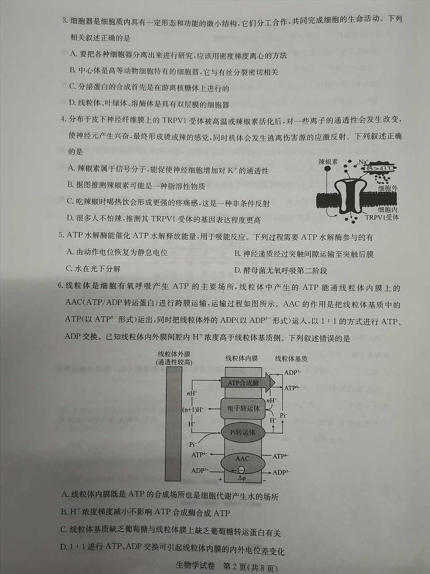 2024届湖北省圆创教育高中名校联盟高三上学期第二次联合测评(11月)-生物试题（含答案）第2页