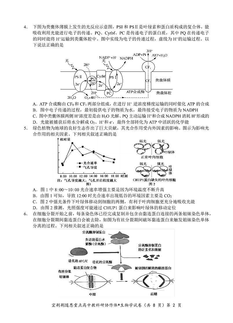 2024届湖北省宜荆荆随恩高三上学期1月期末联考-生物试题（含答案）第2页