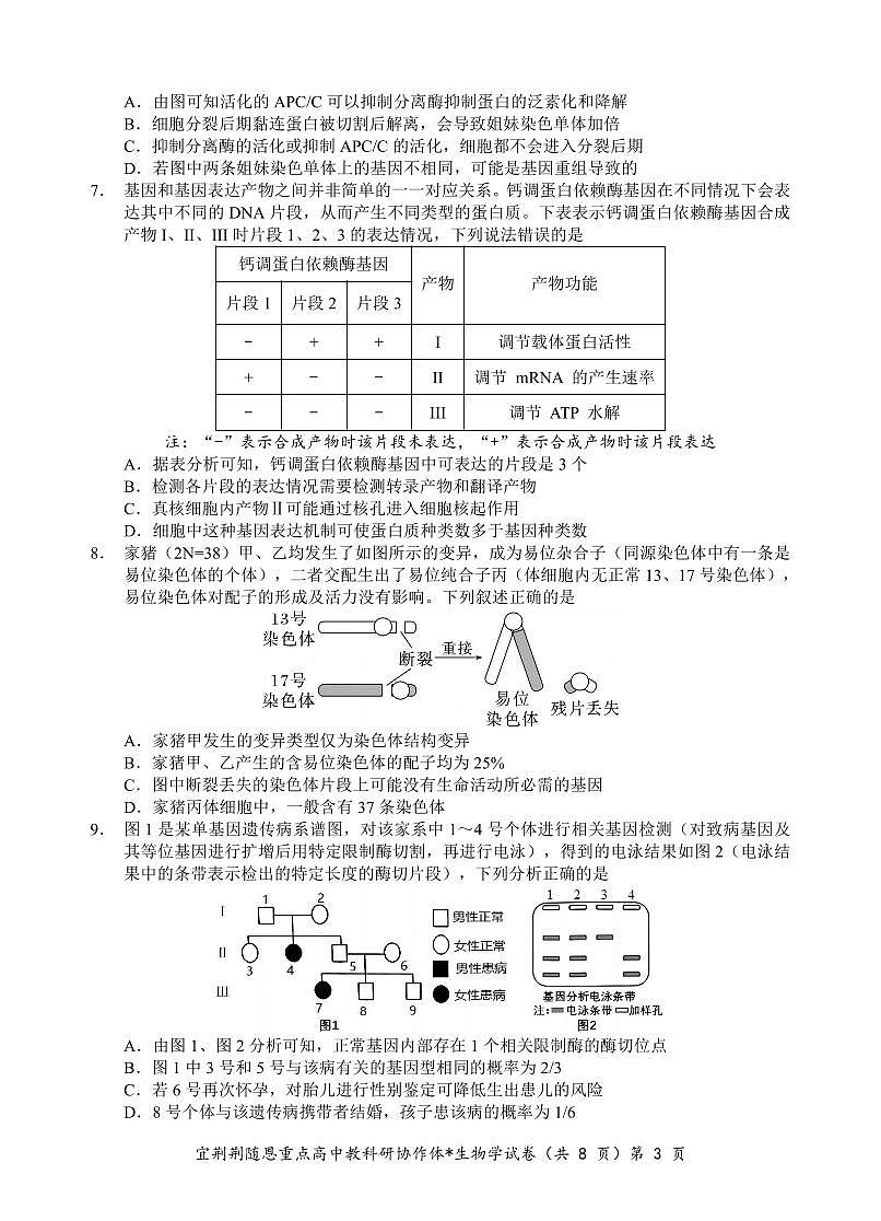 2024届湖北省宜荆荆随恩高三上学期1月期末联考-生物试题（含答案）第3页