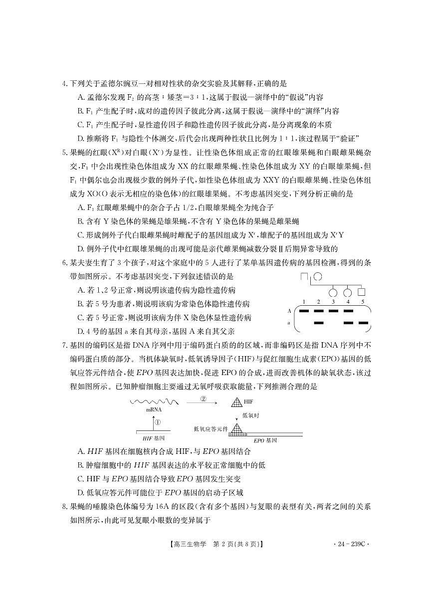 2024届湖北省十堰市高三上学期期末考试（1月）-生物试题（含答案）第2页