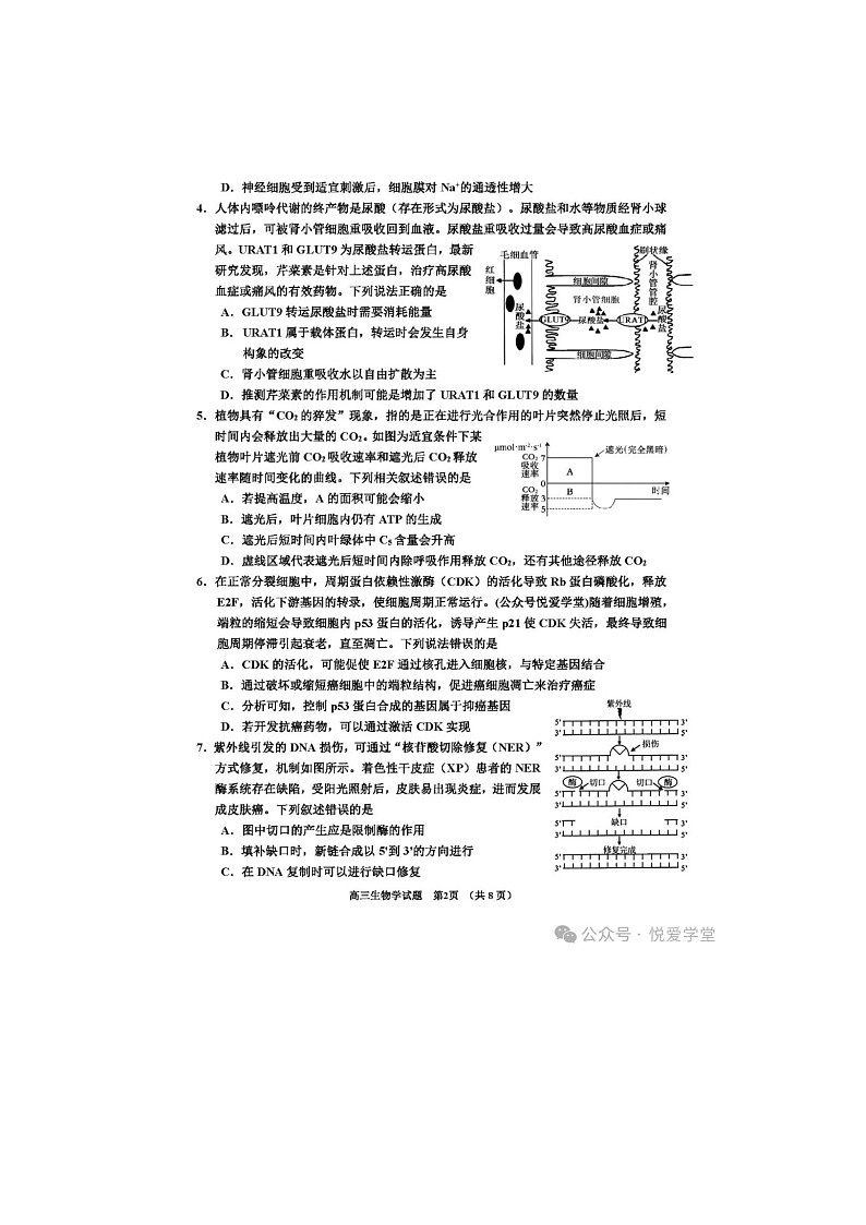 吉林地区2024-2025学年下期高三二模生物试卷含答案第2页
