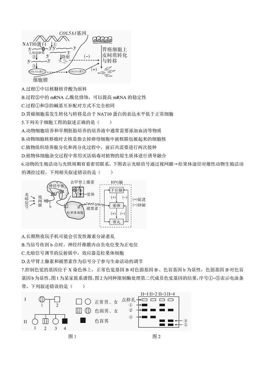 湖南省邵阳市2024届高三下学期二模-生物试卷（含答案）第2页