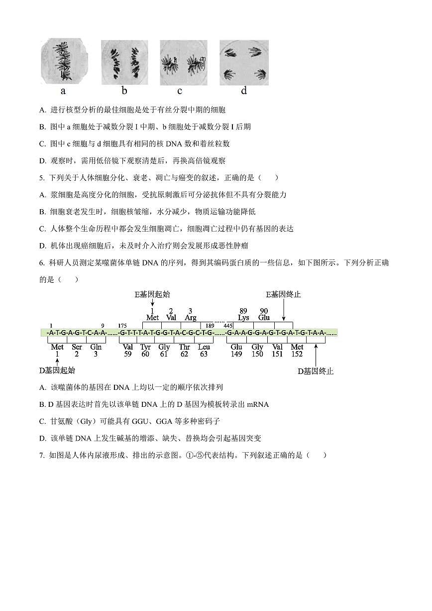 2024届江苏省如皋市高三上学期期中考试(11月)-生物试题（含答案）第2页