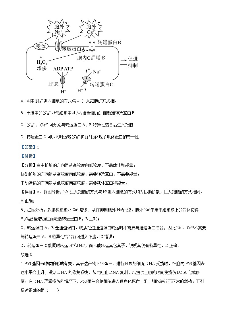 湖南省郴州市2024-2025学年高三上学期一模生物试题 含解析第3页