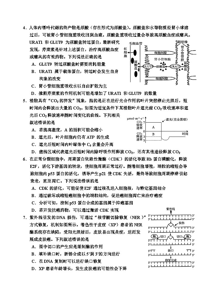 吉林省吉林市普通中学2024-2025学年高三上学期二模试题 生物 含答案第2页