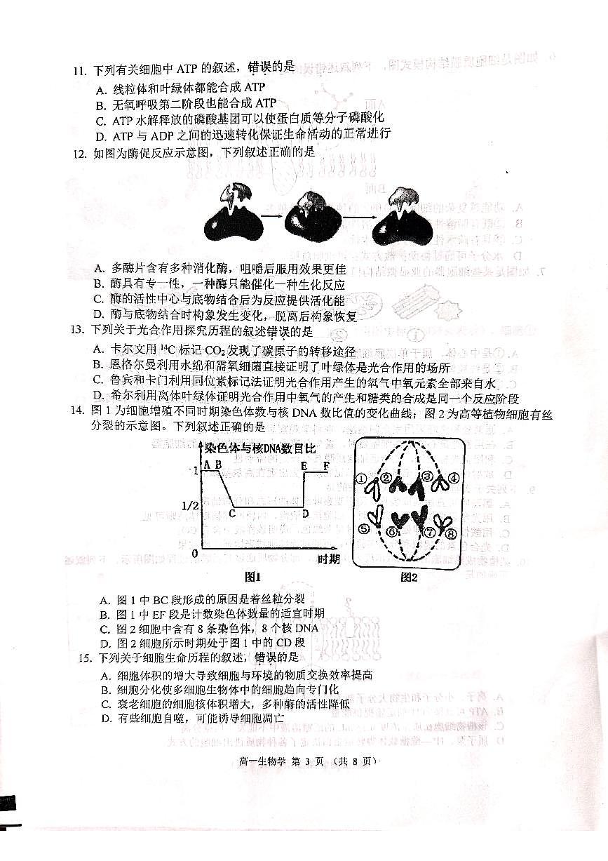 江苏省徐州市2024-2025学年高一上学期1月期末生物试题第3页