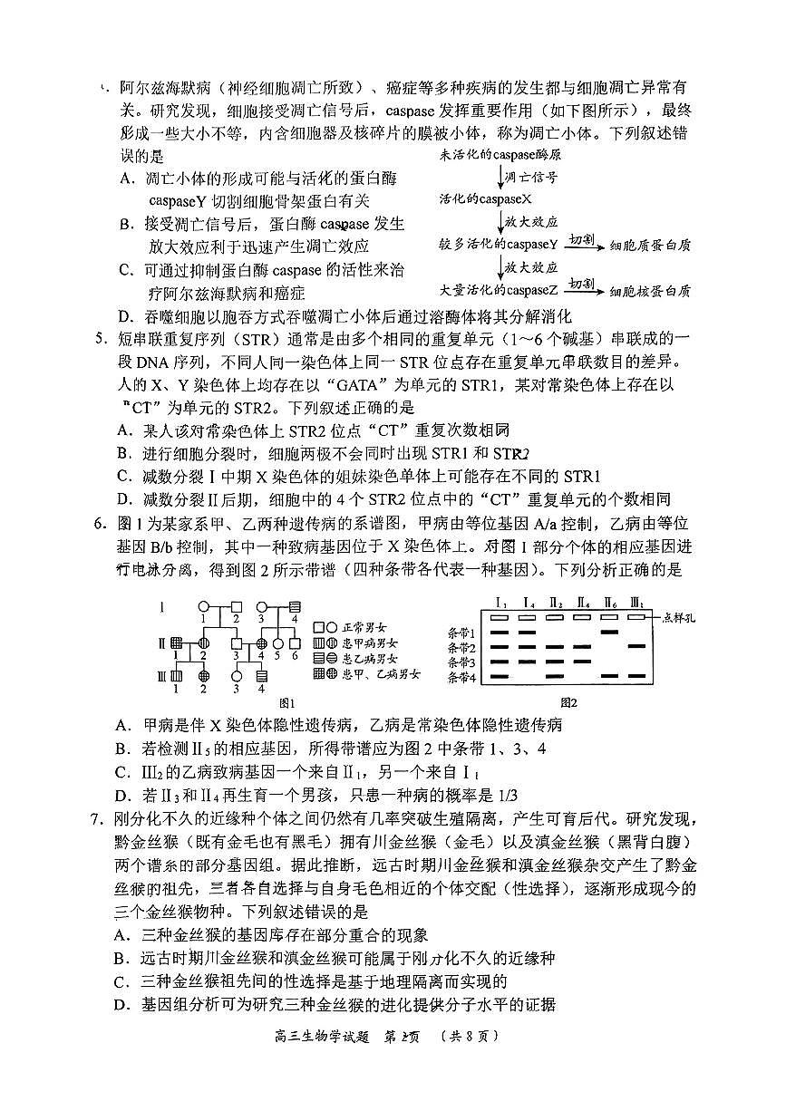 2025届山东省日照市高三校际联合考试(一模)生物试题第2页
