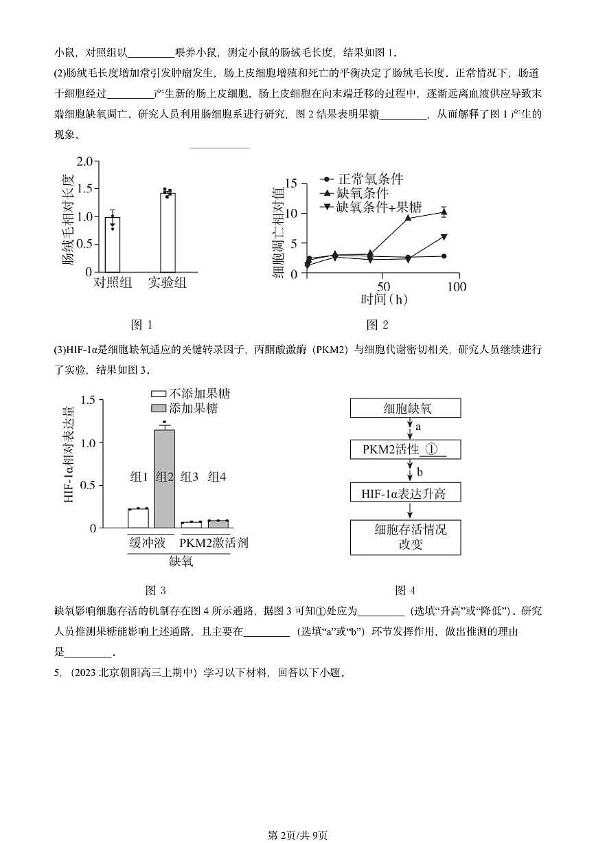 2022-2024北京重点校高三（上）期中真题生物汇编：细胞的衰老和死亡第2页