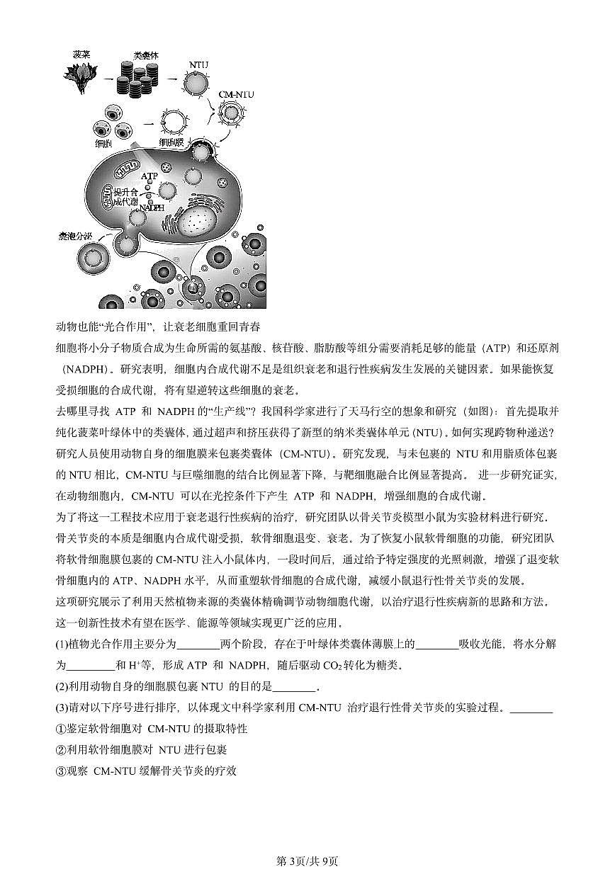2022-2024北京重点校高三（上）期中真题生物汇编：细胞的衰老和死亡第3页