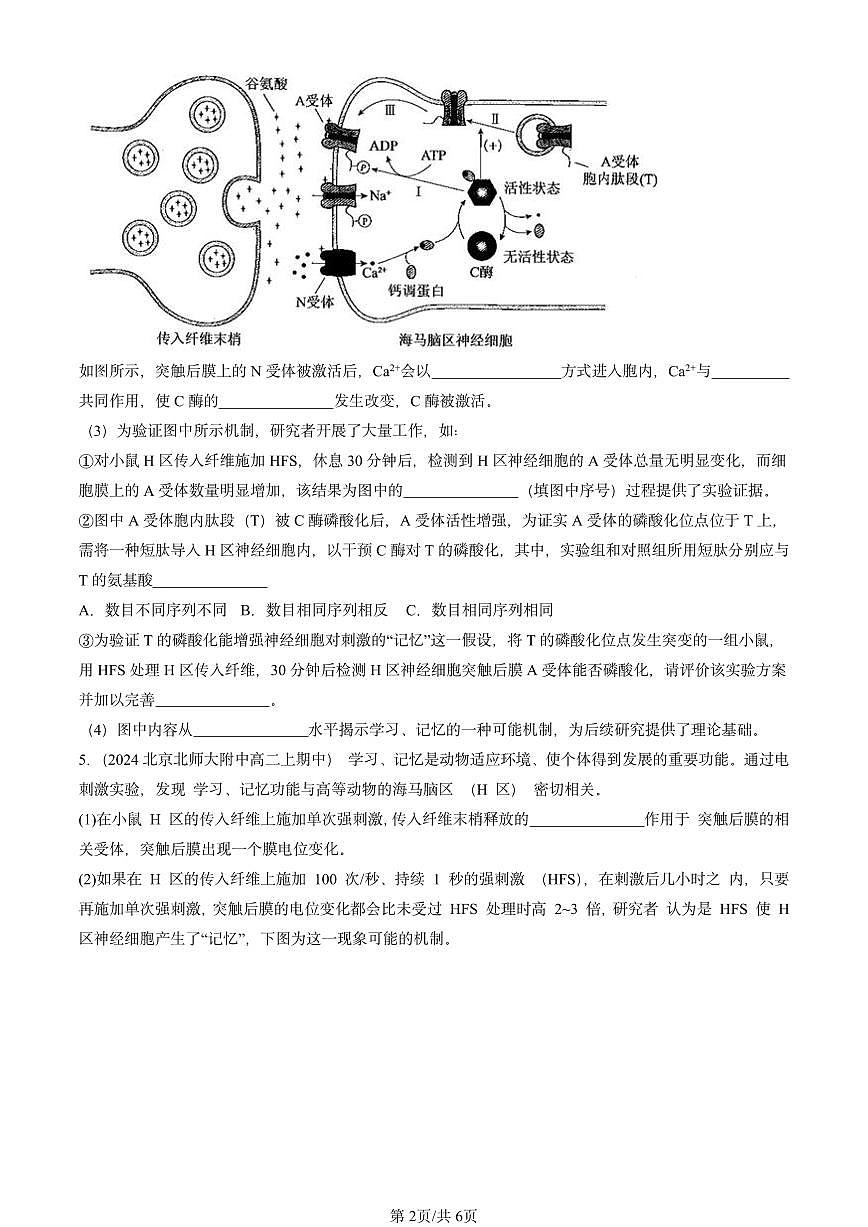 2024北京重点校高二（上）期中真题生物汇编：人脑的高级功能第2页