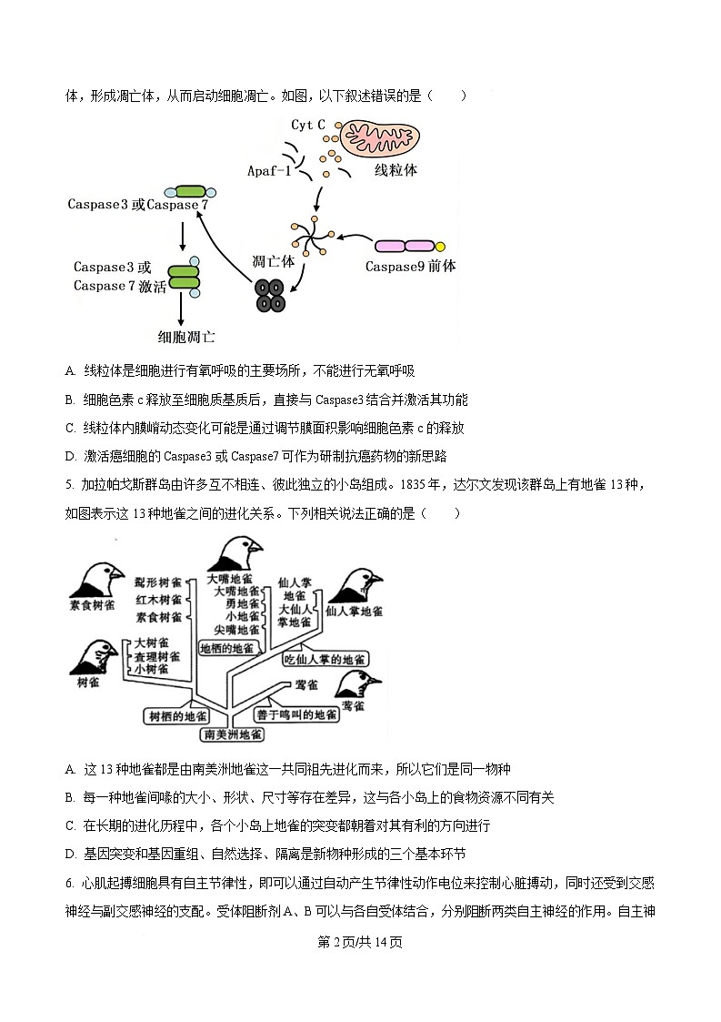 重庆市沙坪坝区重庆市第八中学2024-2025学年高三下学期3月月考生物试题（原卷版）第2页