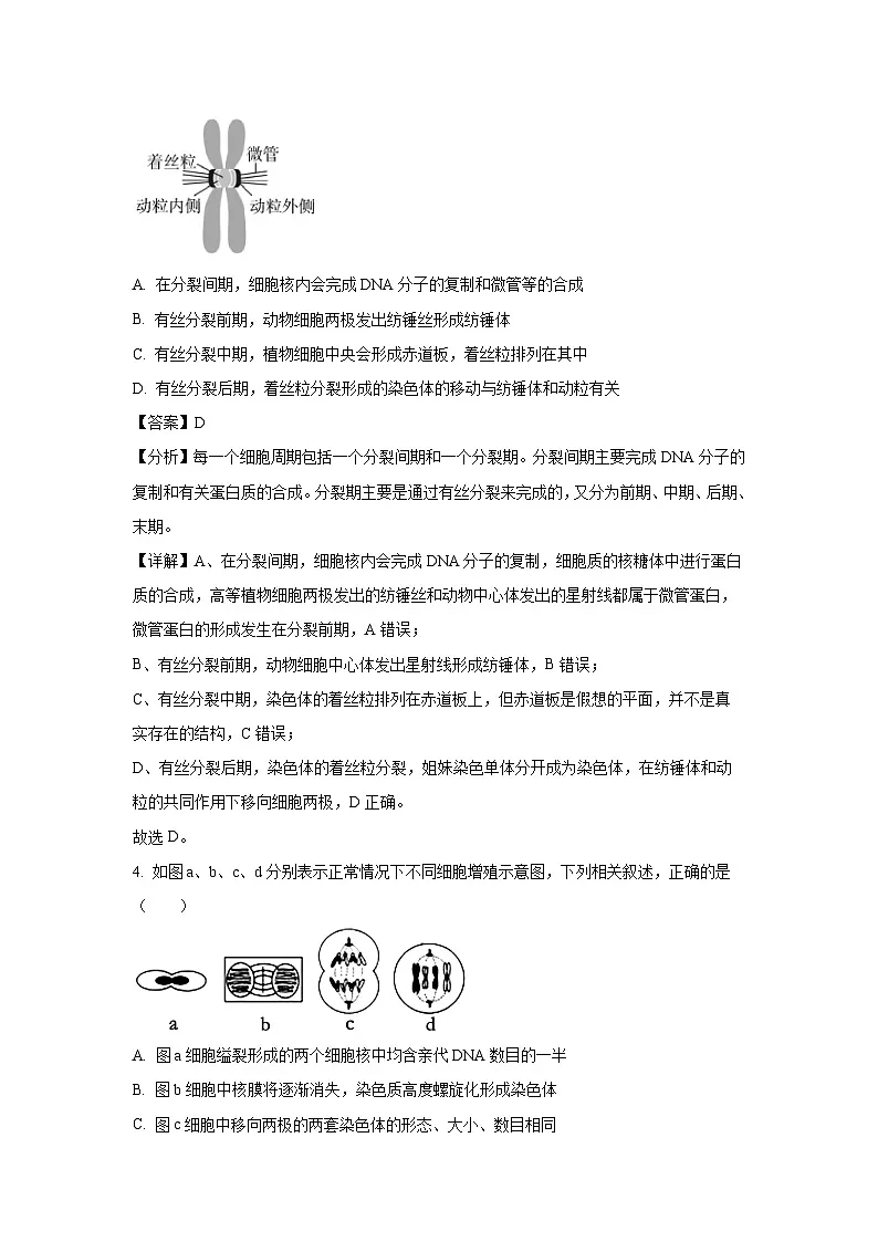 湖北省武汉市第六中学2024-2025学年高一下学期第1次月考生物试卷（解析版）第3页