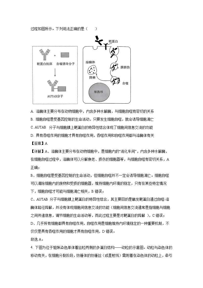 安徽省天一大联考2024-2025学年高一下学期3月月考生物试卷（解析版）第3页