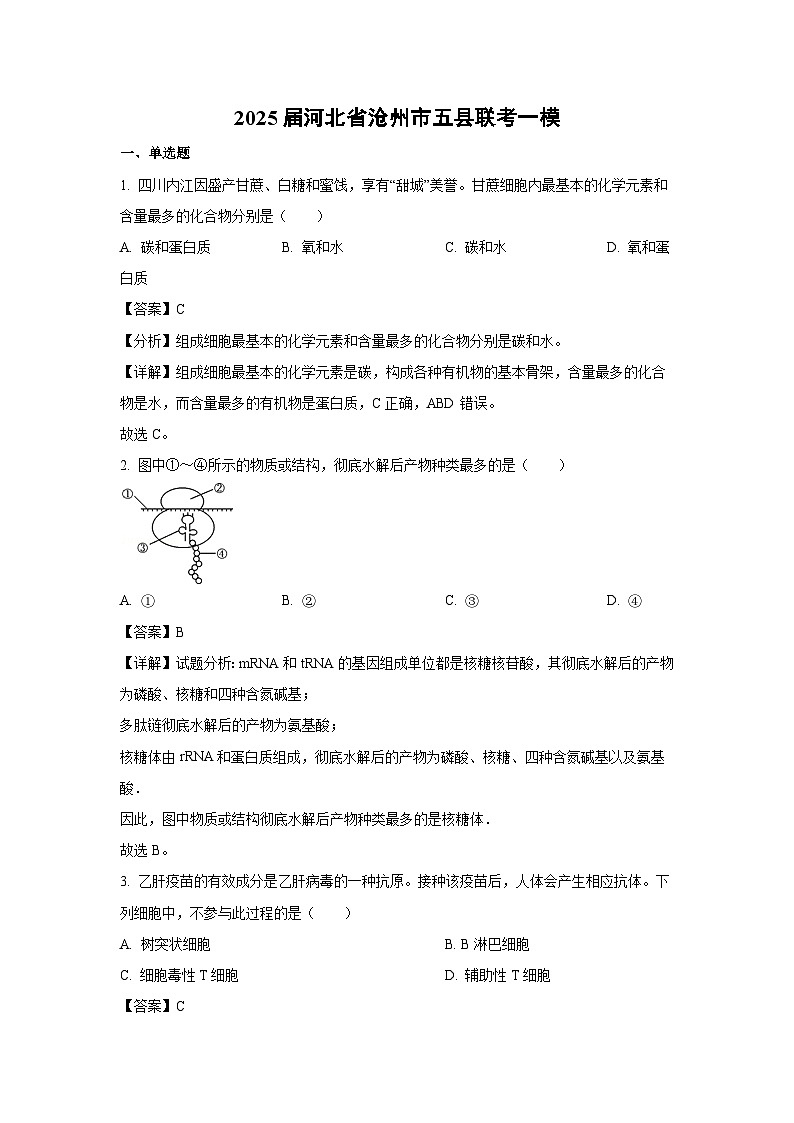 2025届河北省沧州市五县联考高考一模生物试卷（解析版）第1页