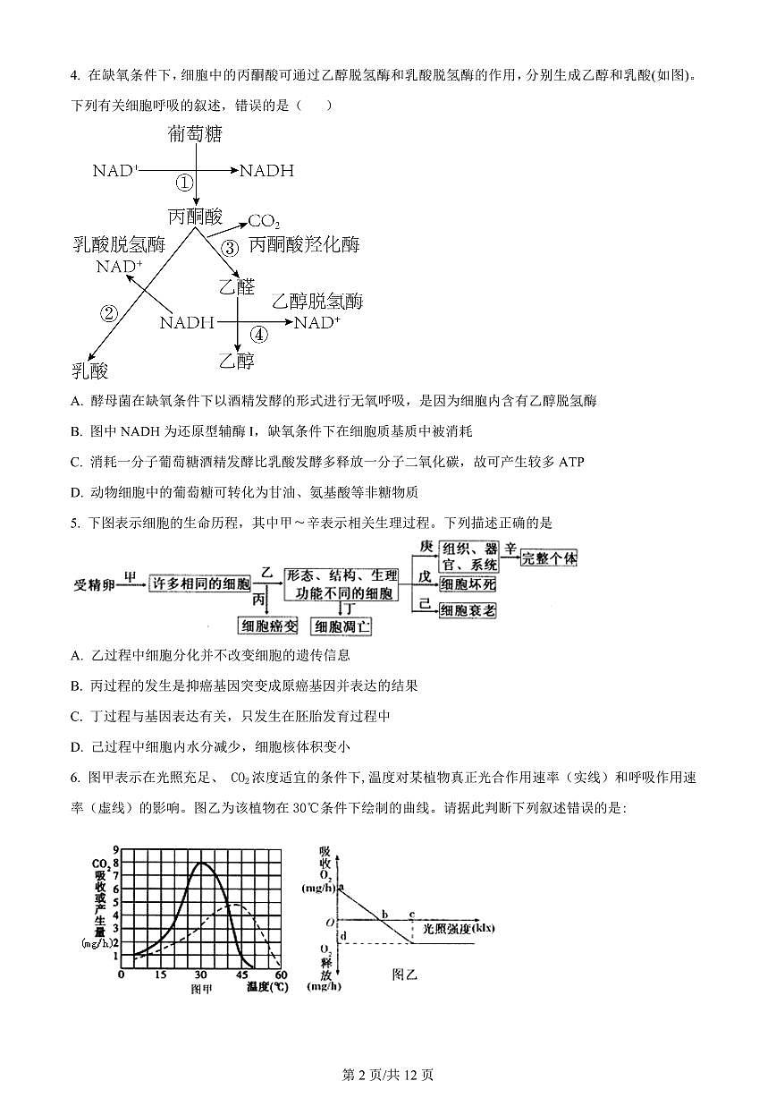 2024届辽宁省北镇市第三高级中学高三上学期第二次月考(10月)-生物试题（含答案）第2页