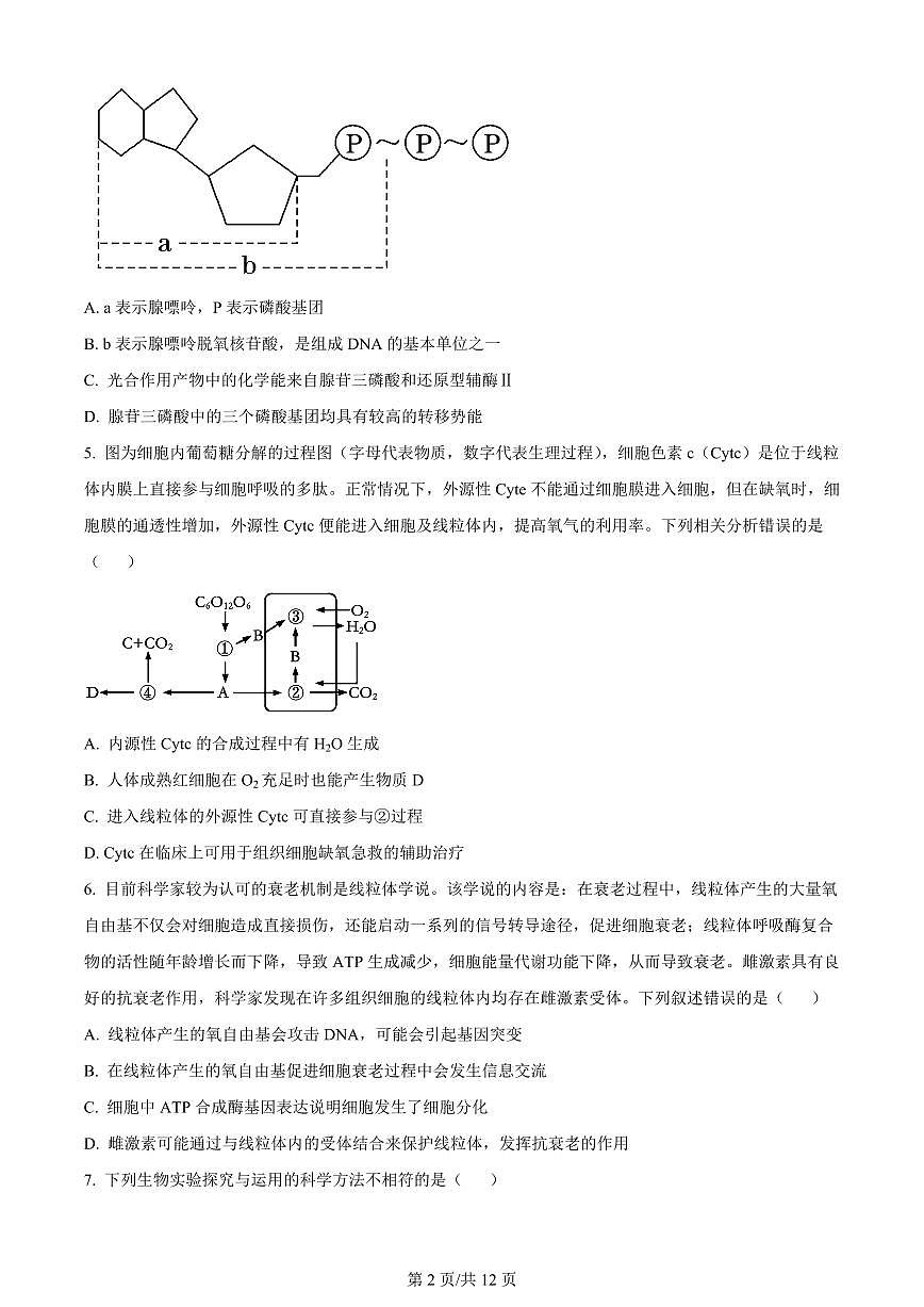 2024届辽宁省重点高中沈阳市郊联体高三上学期10月月考-生物试题（含答案）第2页