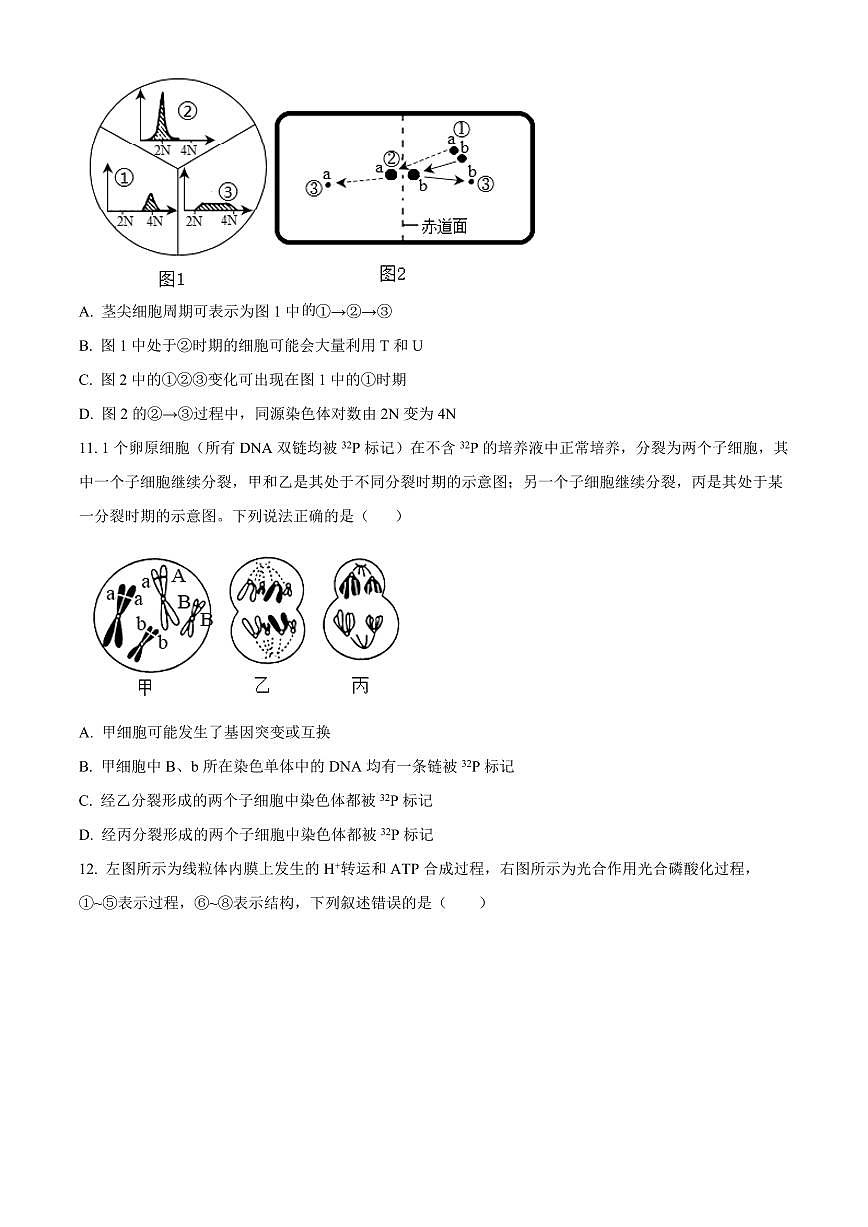 2024届山东省德州市禹城市综合高三10月月考-生物试题（含答案）第3页