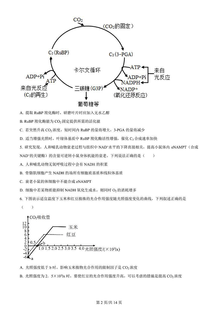 2024届山东省高三上学期12月统一调研考试-生物试题（含答案）第2页