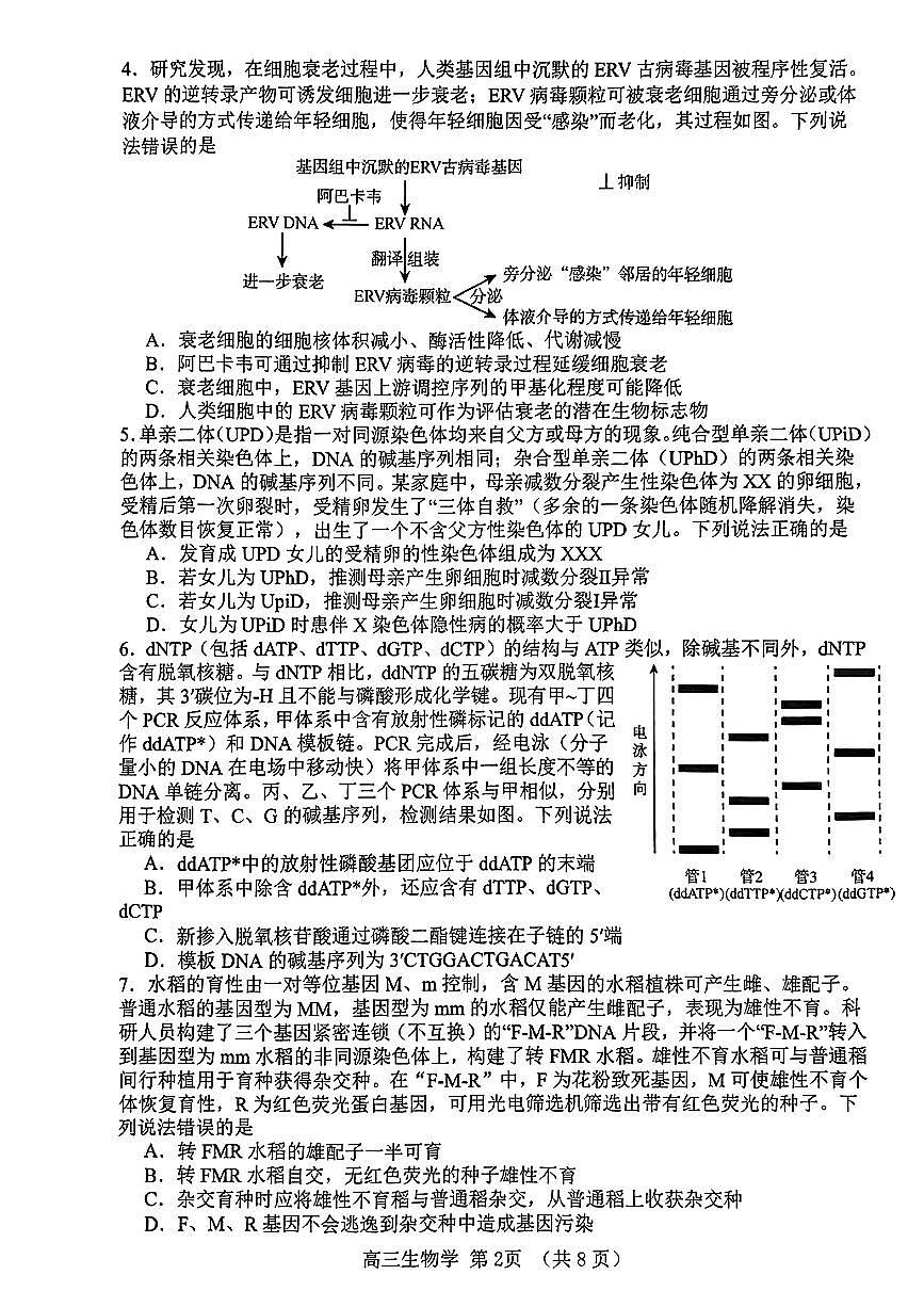 2024届山东淄博高三二模暨阶段诊断考-生物试卷（含答案）第2页