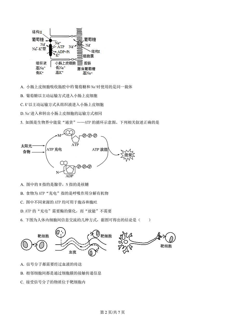2024届天津市朱唐庄中学高三上学期10月第一次检测-生物试题（含答案）第2页