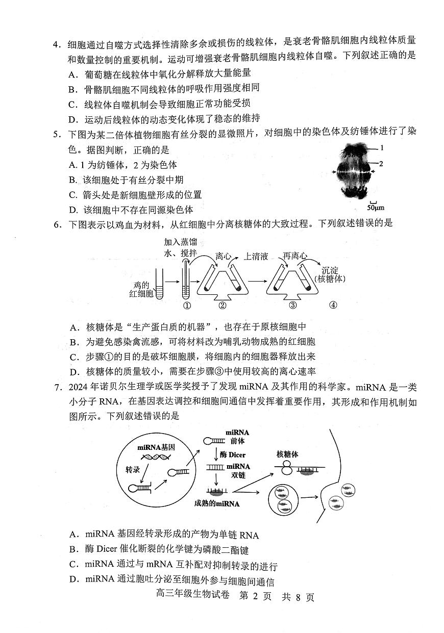 武昌区2025届高三年级上学期期末质量检测生物试卷（含答案）第2页