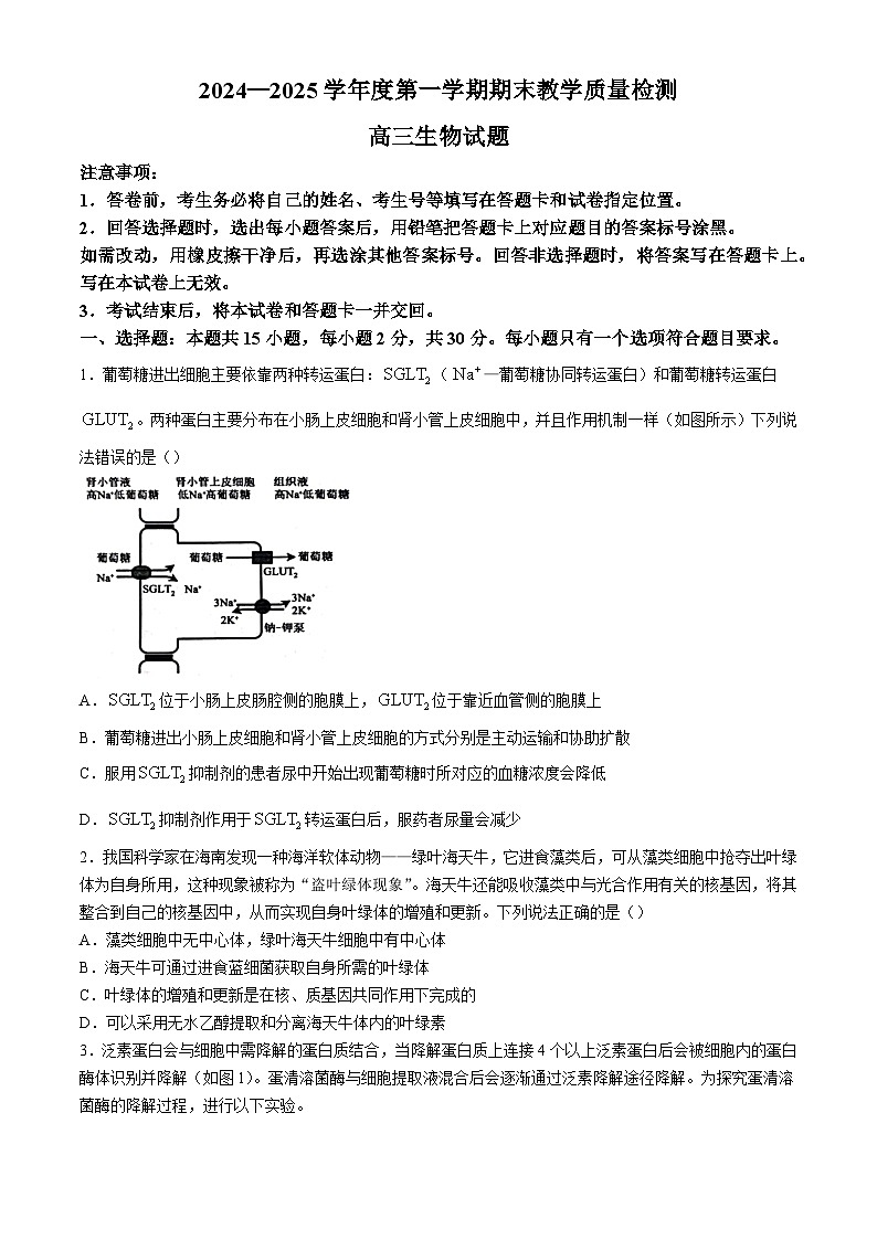 山东省聊城市2024-2025学年高三上学期期末教学质量检测生物试卷（含答案）第1页