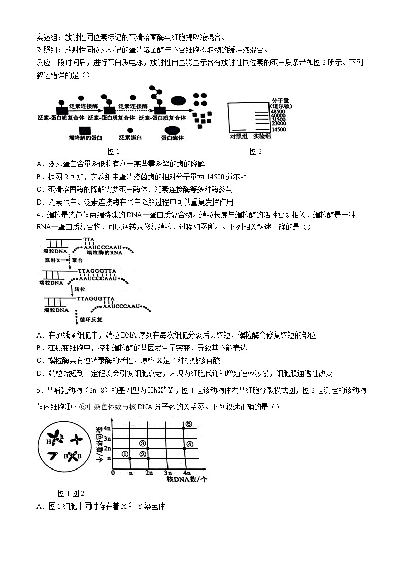 山东省聊城市2024-2025学年高三上学期期末教学质量检测生物试卷（含答案）第2页
