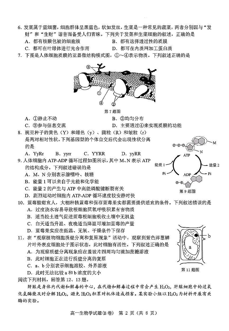 浙江省温州市2024-2025学年高一上期末 生物试卷（含答案）第2页