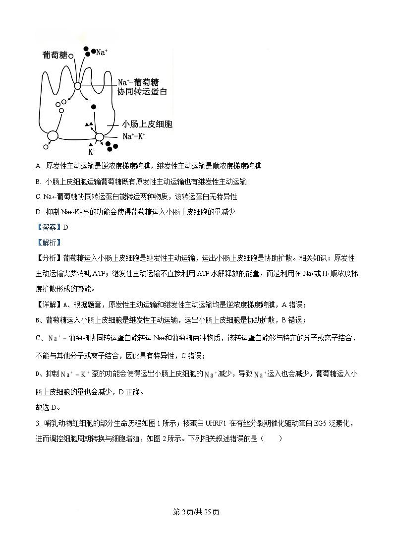 湖南省2025届高三下学期高考普通高中名校联考第一次模拟考试生物试题 Word版含解析第2页