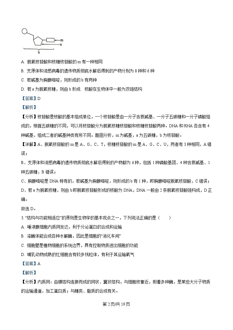湖南省娄底市涟源市部分高中联考2024-2025学年高一下学期3月月考生物试题 Word版含解析第2页