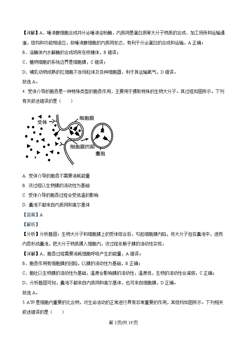 湖南省娄底市涟源市部分高中联考2024-2025学年高一下学期3月月考生物试题 Word版含解析第3页