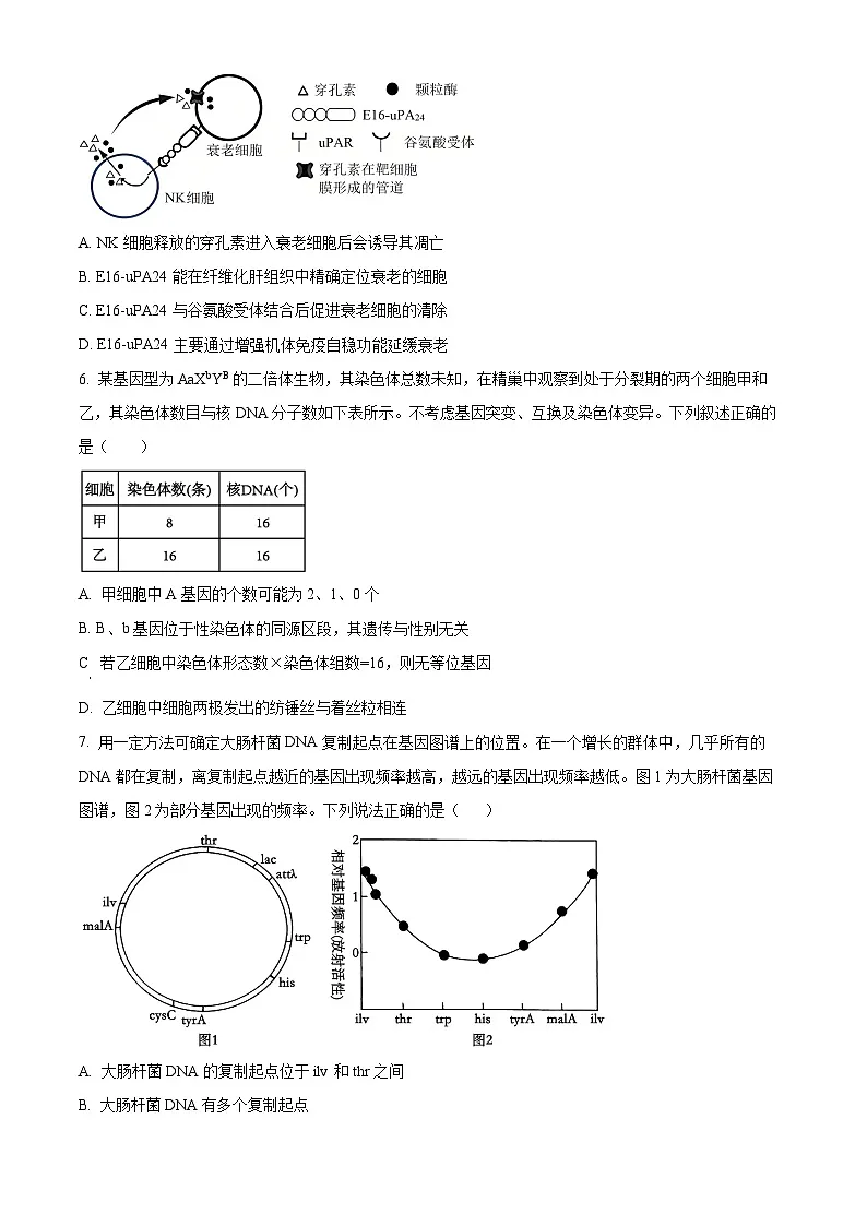 江苏省盐城市盐城市联盟校高三第一次联考2024-2025学年高三下学期3月月考生物试题 Word版无答案第2页