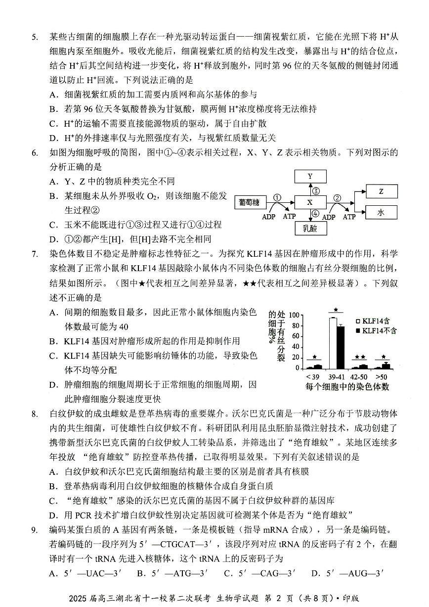 2025届高三湖北省十一校第二次联考 生物试卷（含答案）第2页