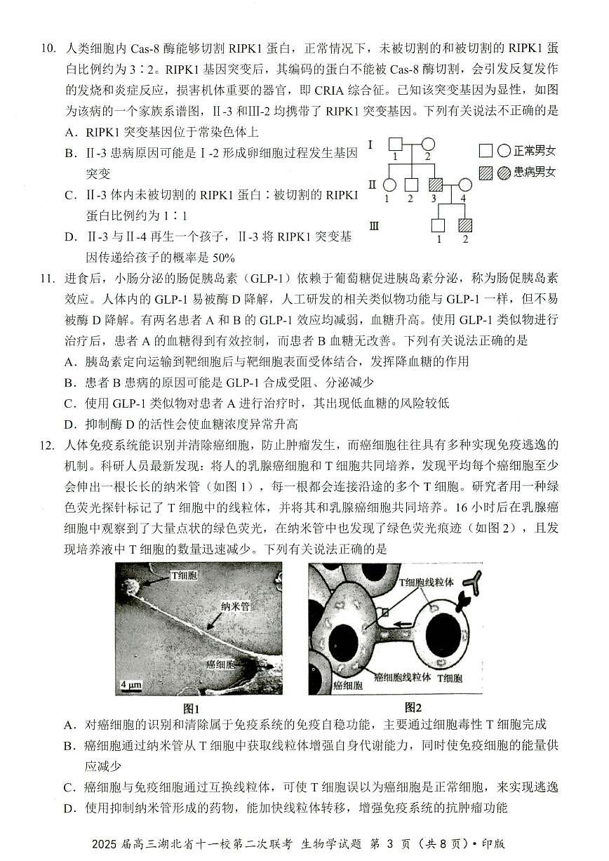 2025届高三湖北省十一校第二次联考 生物试卷（含答案）第3页