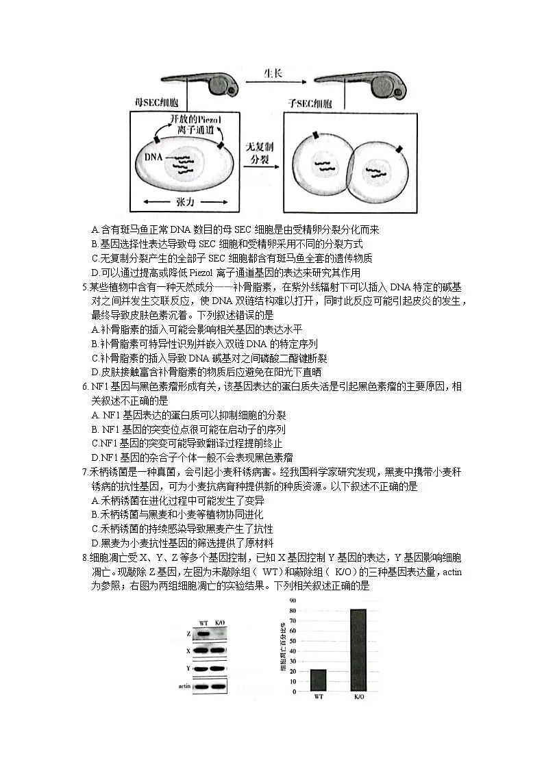 2023届北京市丰台区高三下学期一模考试生物试卷 附答案第2页