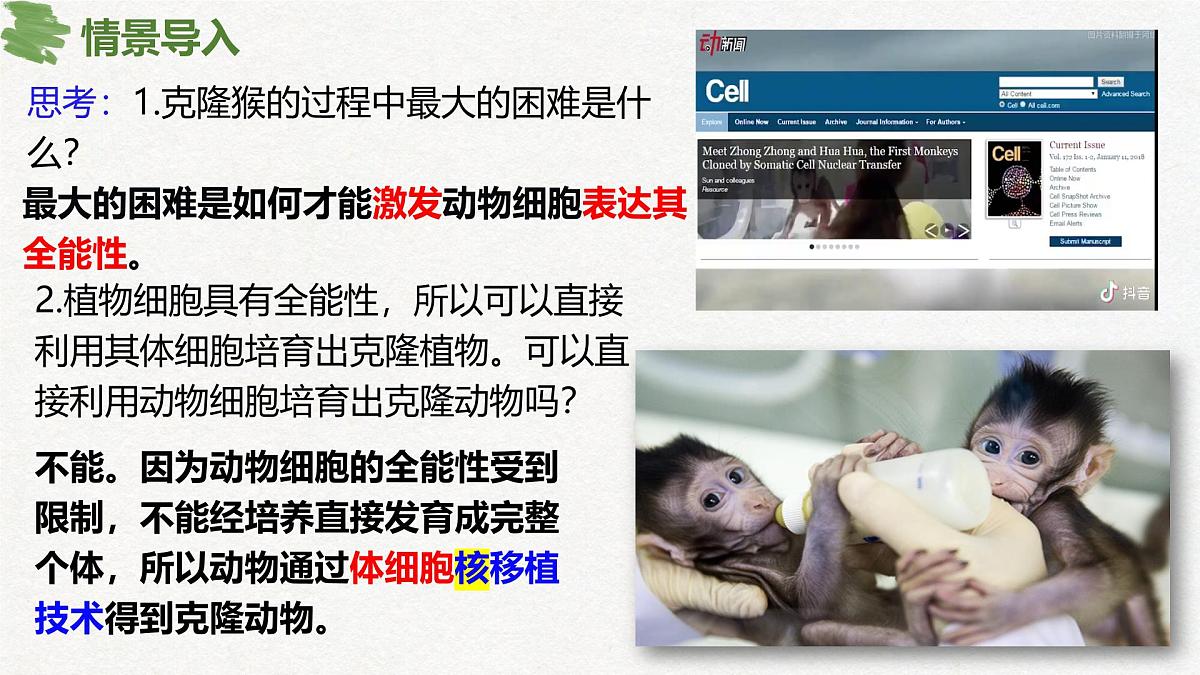 2.2 动物细胞工程（第3课时）-2024-2025学年高二生物优质课件（人教版2019选择性必修3）第3页
