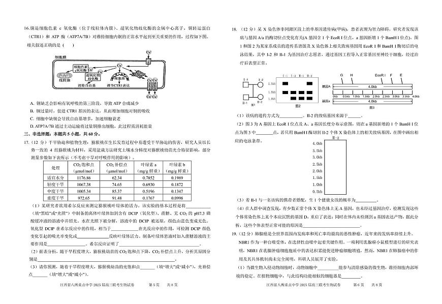 江西省八所重点2025届高三下学期4月联考（二模）生物试卷（含答案）第3页