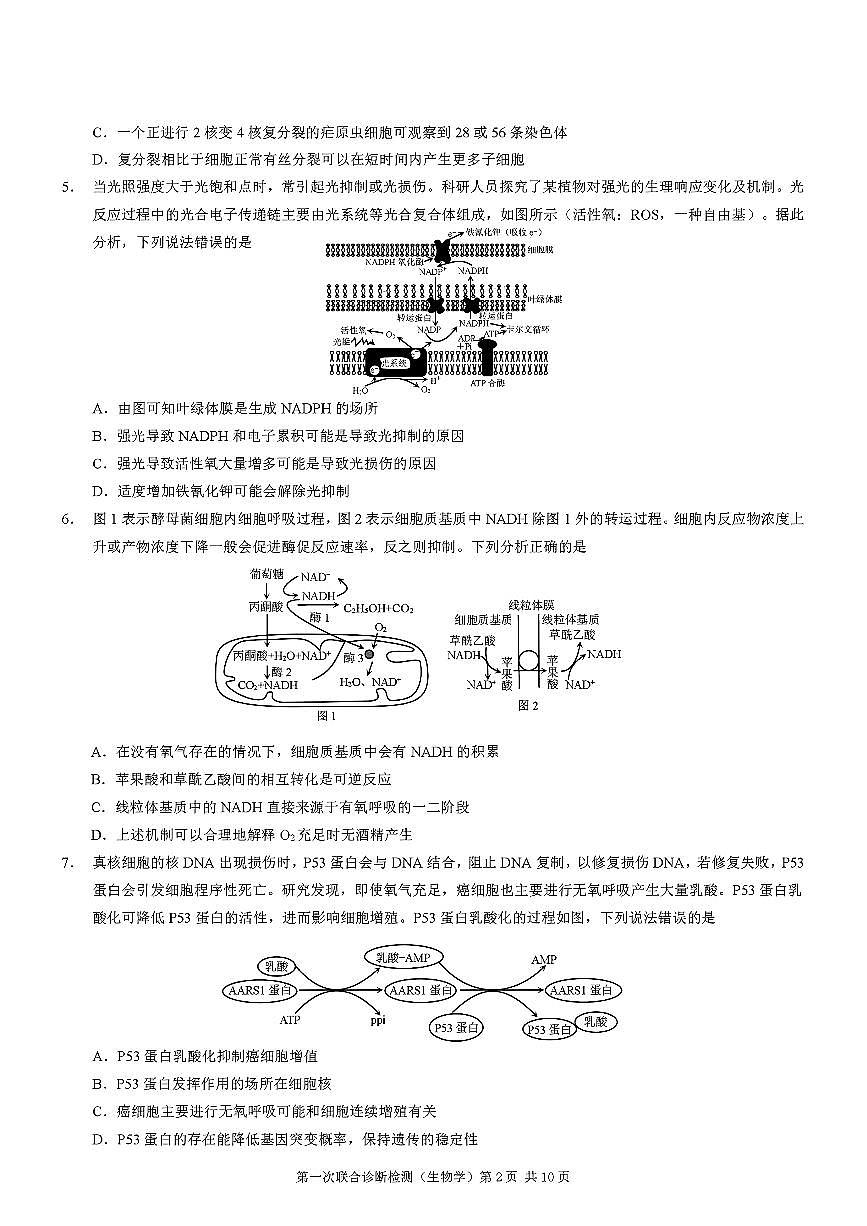 重庆市2025届高三第一次联合诊断检测（康德卷）(1月)生物试卷（含答案）第2页