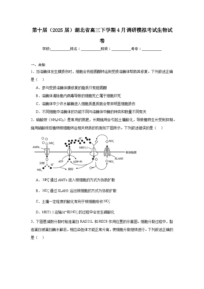 第十届（2025届）湖北省高三下学期4月调研模拟考试生物试卷（附答案解析）第1页