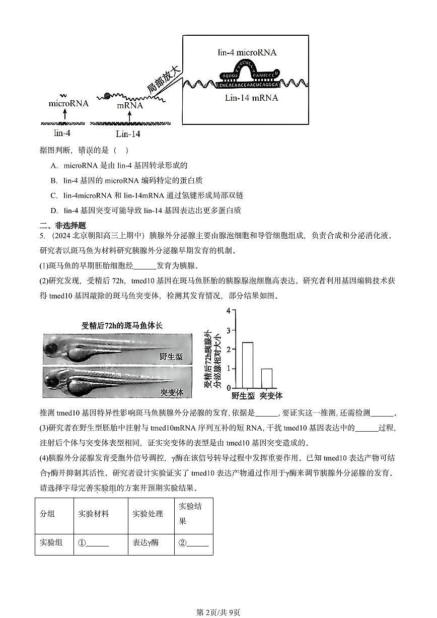 2024北京重点校高三（上）期中真题生物汇编：基因指导蛋白质的合成第2页