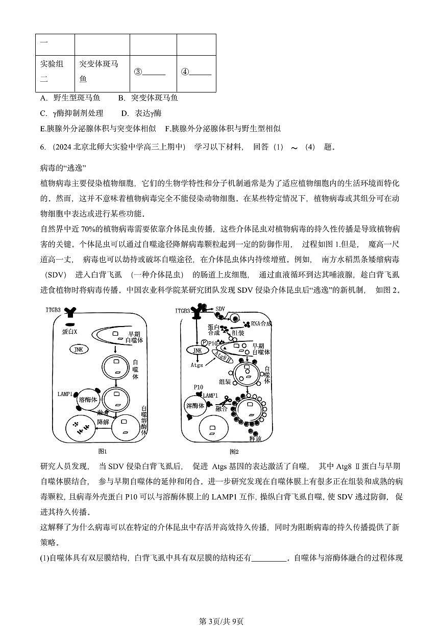 2024北京重点校高三（上）期中真题生物汇编：基因指导蛋白质的合成第3页